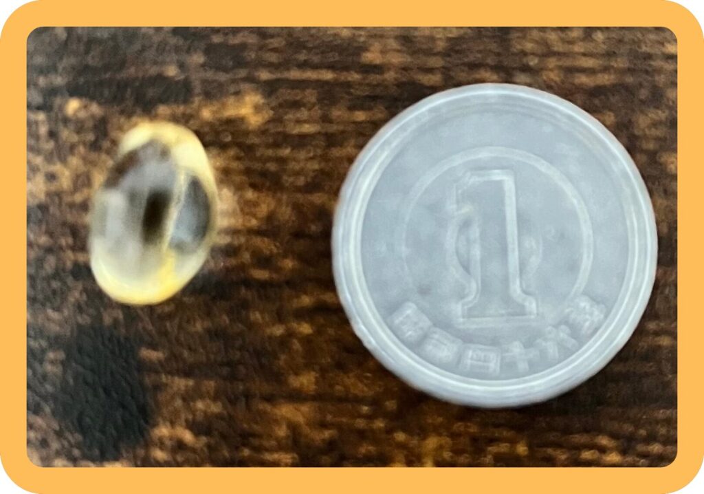 Vitamin D3の粒サイズ
1円玉と比較